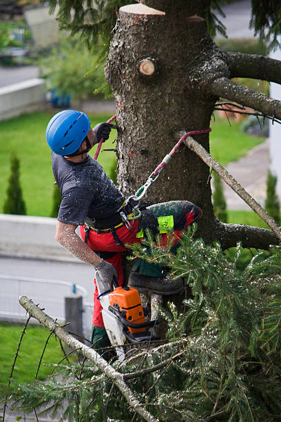 Best Commercial Tree Services  in Citrus Heights, CA